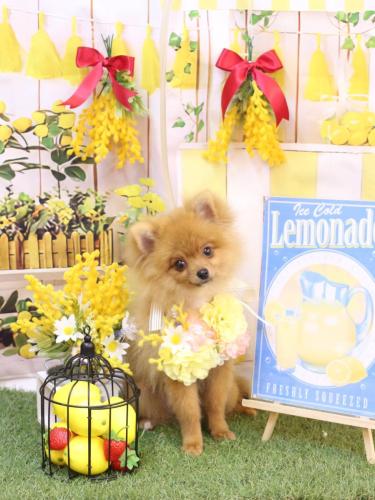 20240407ショコラちゃん